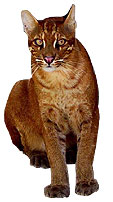asian-golden-cat-b1.jpg