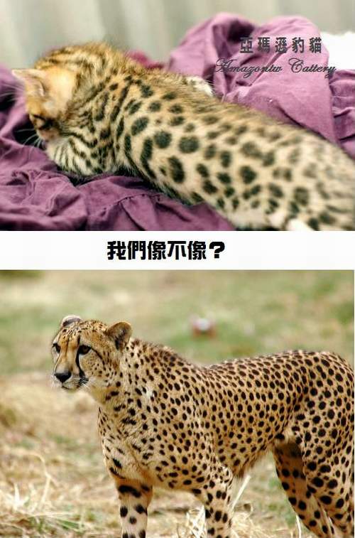 潘朵拉vs獵豹.jpg