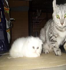 、母白色：折耳小貓咪：.JPG
