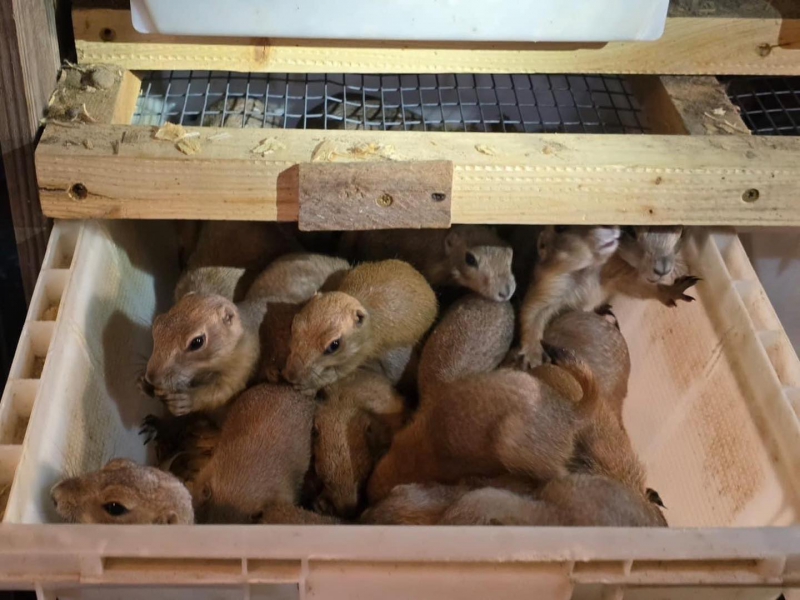 黑尾土撥鼠3.jpg