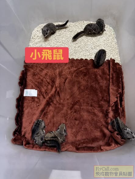 小飛鼠.jpg