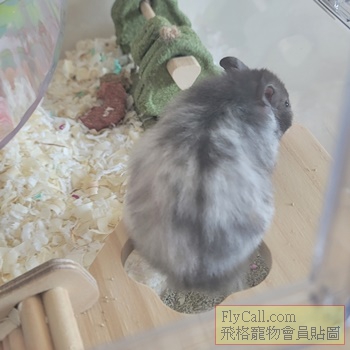 捲毛黑波利鼠（妹）背面.jpg