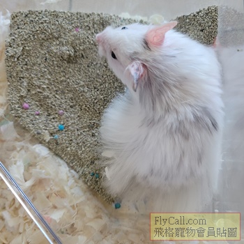 黑雨點長毛波利鼠（弟）.jpg