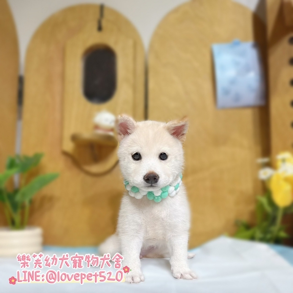 LINE_ALBUM_柴犬_250823_1.jpg