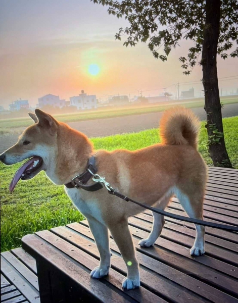 柴犬.jpg