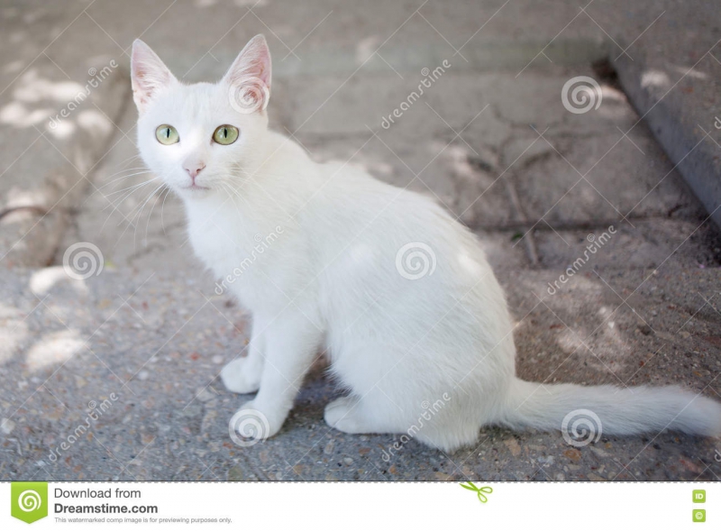 白色野猫坐地面-75820714.jpg