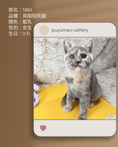 噗呦貓貓舍 (20).png