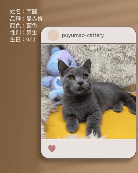 噗呦貓貓舍 (18).png