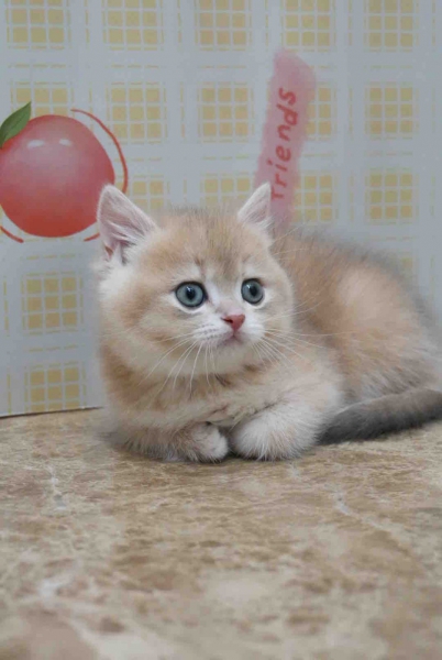 LINE_ALBUM_飛格（藍金）_260501_11.jpg