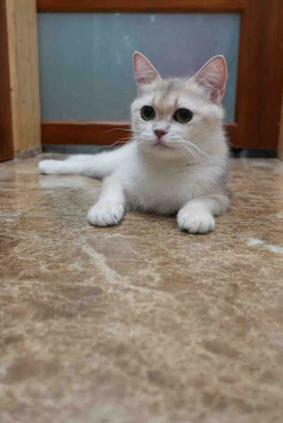 LINE_ALBUM_飛格2_260806_6.jpg