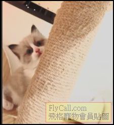 螢幕擷取畫面 2025-07-08 094616.png