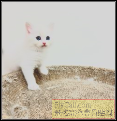 螢幕擷取畫面 2025-07-08 094611.png