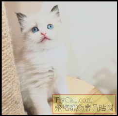 螢幕擷取畫面 2025-07-08 094631.png