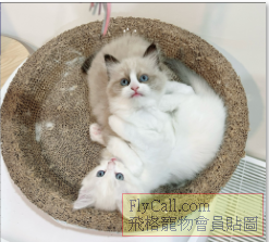 螢幕擷取畫面 2025-07-18 091117.png