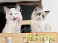 螢幕擷取畫面 2025-07-18 091103.png