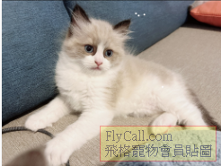 螢幕擷取畫面 2025-07-18 091050.png