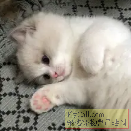 拉麵醬.PNG