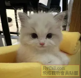 小拉麵.PNG