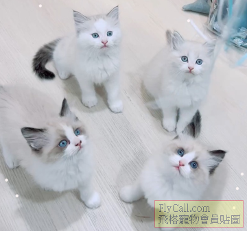 螢幕擷取畫面 2026-04-02 082733.png