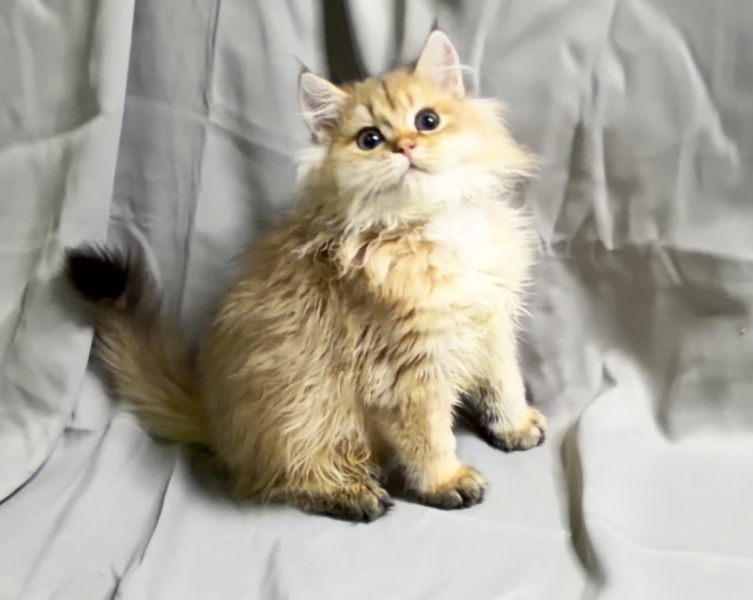 S__90480671_0.jpg